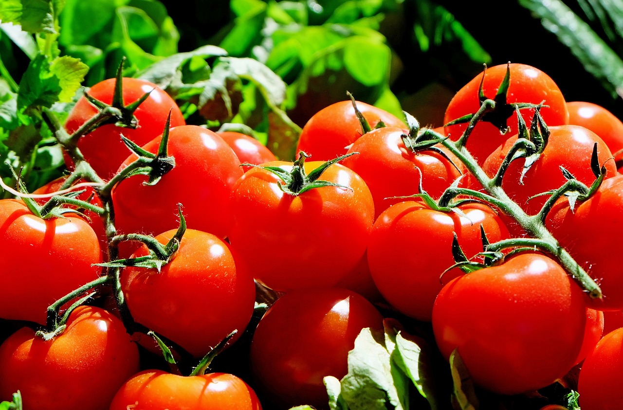 tomates, fruit, aliments, récolter, produire, biologique, naturel, tomates rouges, frais, marché, tomates, tomates, tomates, tomates, tomates, marché, marché